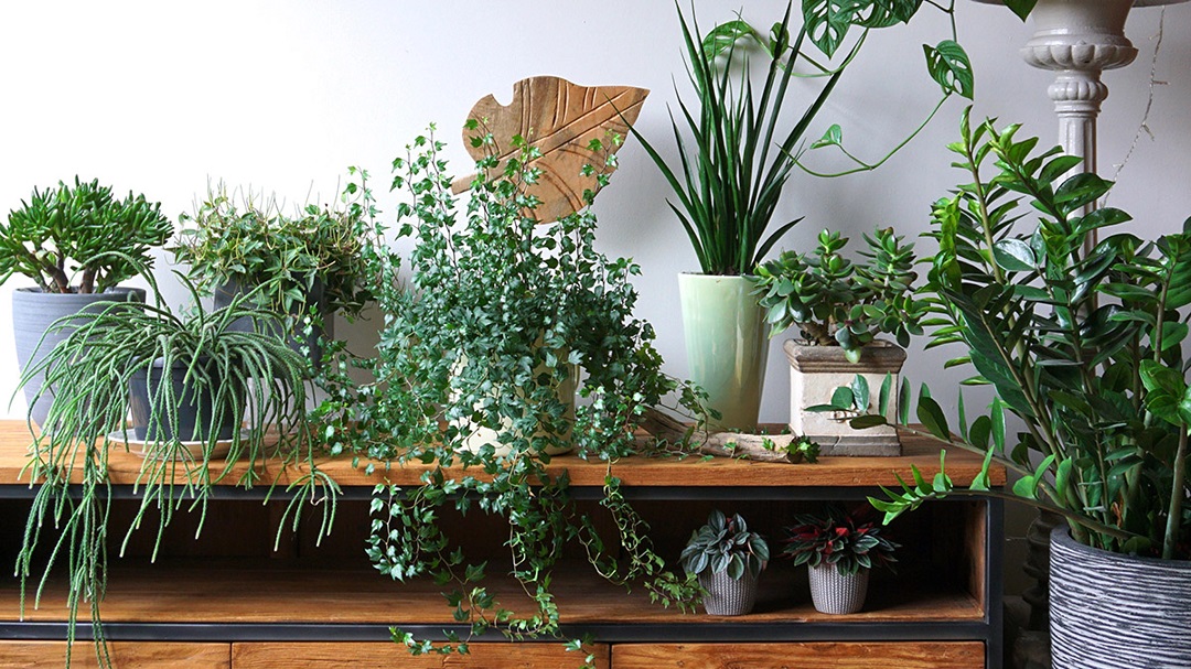 houseplants